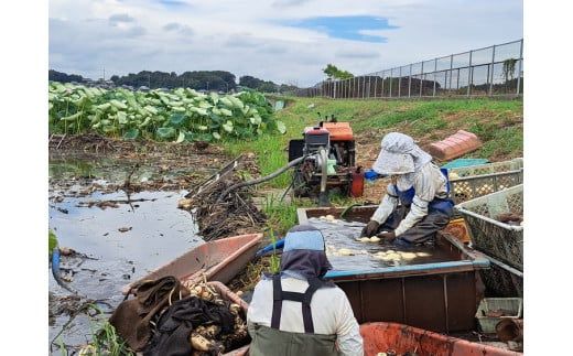 レンコン 2kg◇ ｜ 収穫仕立て 産地直送 れんこん 蓮根 蓮 甘み シャキシャキ 茨城県 土浦市産 ※離島への配送不可