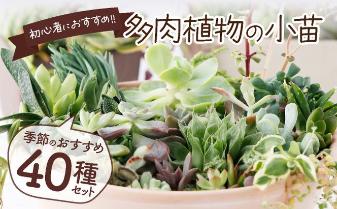 多肉植物の小苗４０本セット（４０種類アソート）sh004（高知県室戸市 
