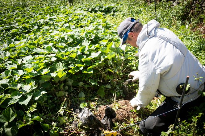 【訳あり】さつまいも 紅はるか3kg（生果） ｜ さつまいも サツマイモ 焼き芋 国産 産地直送