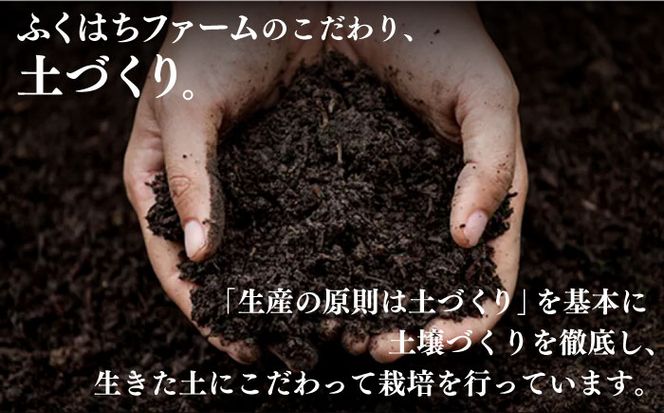 【2025年1月末〜順次発送】囲い生姜 約 1kg / ショウガ 南島原市 / ふくはちファーム [SBS009]