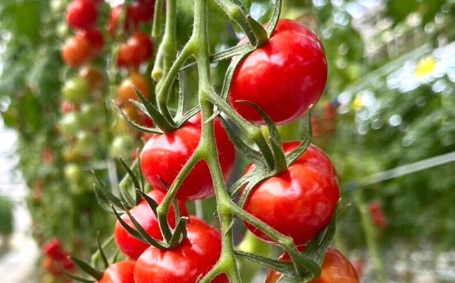 ミニトマト (プチぷよ)800g トマト 野菜 新鮮 期間限定トマト 愛西市 / 株式会社石原農園[AEBG007]