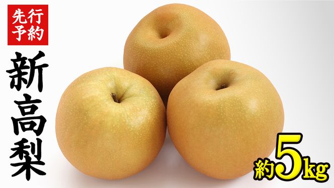 《 先行予約 》 茨城県産 梨 新高 （ 約5kg ） 【 2026年 9月中旬頃より発送開始 】  にいたか ニイタカ フルーツ 果物 なし ナシ 旬 新鮮 旬 期間限定 国産 [CK004us]