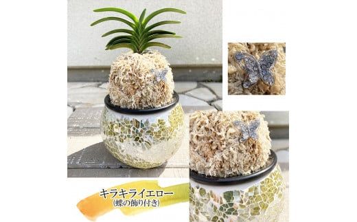 D087 【日本の蘭】富貴蘭　風蘭　キラキラガラス入り