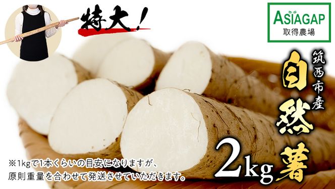  先行予約【 茨城県 筑西市産 】 自然薯 2kg じねんじょ とろろ 山菜 [DD003ci]