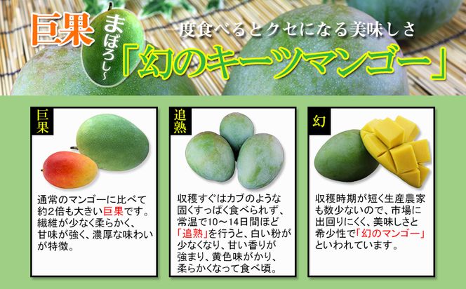 【先行受付】【2026年発送】ヤマト農園 キーツマンゴー約1.5kg - 産地直送 沖縄産 国産 果物 フルーツ 南国フルーツ 旬の味覚 追熟 先行予約 希少種 人気 おすすめ 送料無料 沖縄県 八重瀬町