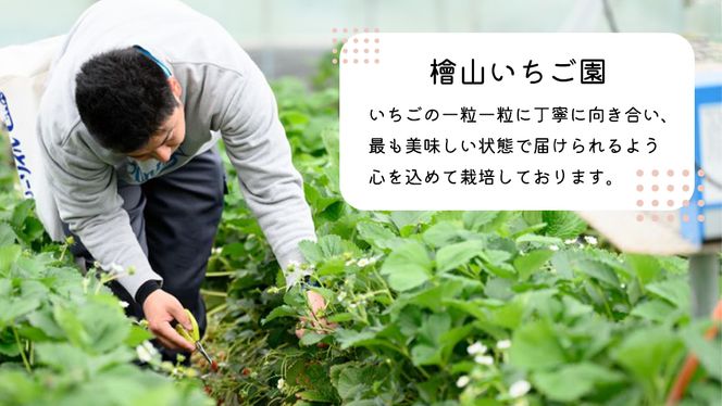 【 先行予約 】 茨城県品種 いばら キッス ( 2パック × 1箱 )【 2026年1月から発送開始 】 ( 茨城県共通返礼品 : 常陸太田市 ) 約 260g × 2 パック いばらキッス いばらきっす いちご 数量限定 果物 くだもの フルーツ 苺 イチゴ 期間限定 [ES002us]