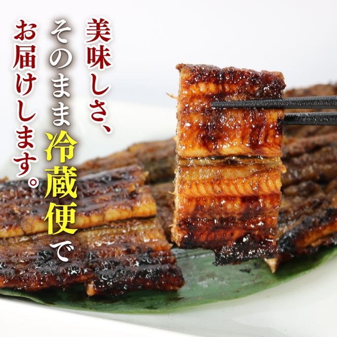 うなぎ 蒲焼 2尾 (140g ×2)  鰻蒲焼 ウナギ かばやき 土用 丑の日  活鰻 自家製蒲焼 たれ 山椒 ギフト 贈答   冷蔵 まとめ買い 静岡県 藤枝 ふるさと人気 [ PT0192-000002 ]