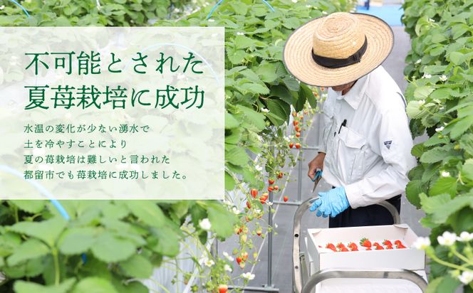 【2026年 先行予約】【湧水のミネラルたっぷり！山梨の夏秋いちご】ご家庭用 200ｇ× 4パック BB007