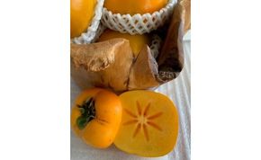 たねなし柿 赤秀品 Lサイズ 化粧箱（13～15個入） CC36