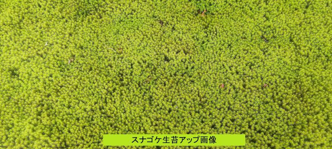 M-101 スナゴケ生苔3シート1セット【北海道・沖縄・離島　配送不可】