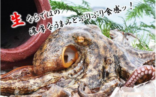 船上活き締め！生真だこぶつ切1kg（200g×5P）_1811R