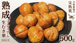 【 吉原農場 の 完熟栗 】 熟成 プレミアム 生むき栗 ( 渋皮付き ) 1袋 500g 令和7年産 完熟 生栗 生むき栗 焼き栗 くり クリ 栗ごはん 贈答 ギフト 果物 フルーツ 数量限定 旬 秋 冬 正月 おせち [CX013ci]
