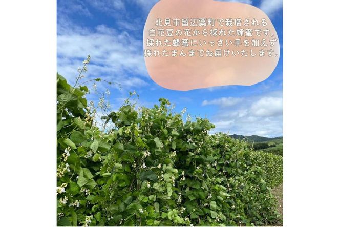 《14営業日以内に発送》【国産蜂蜜】白花豆はちみつ 450g パッカー容器 ( はちみつ 蜂蜜 ハチミツ ハニー 白花豆 ふるさと納税 )【022-0009】