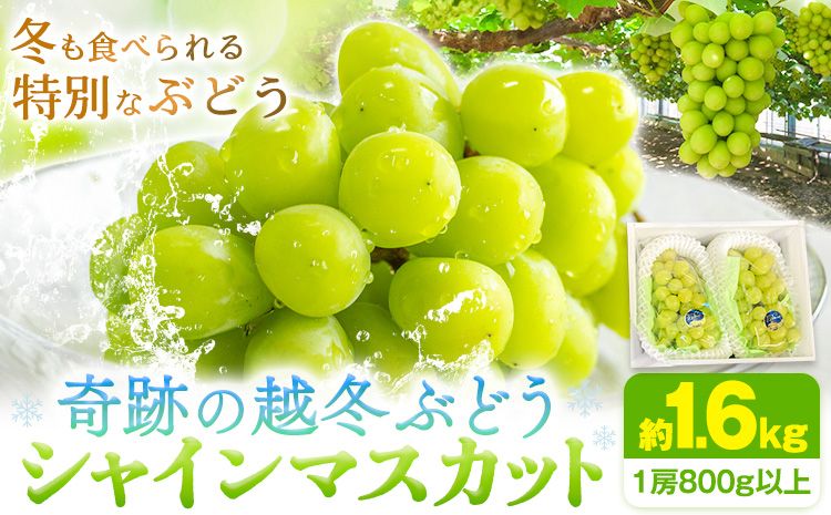 奇跡の越冬ぶどう シャインマスカット 2房 (1房800g以上) 五果苑[2024年11月上旬-2025年4月中旬頃出荷]越冬ぶどう フルーツ 果物 岡山県 浅口市 送料無料[配送不可地域あり]---124_c711_11j4c_24_45000_2---