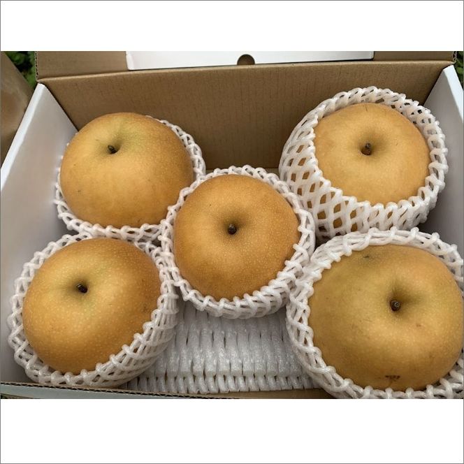 【予約受付】特別栽培米丹後こしひかり3kg＆新興梨5～6個（2026年10月上旬～発送）　KU00072