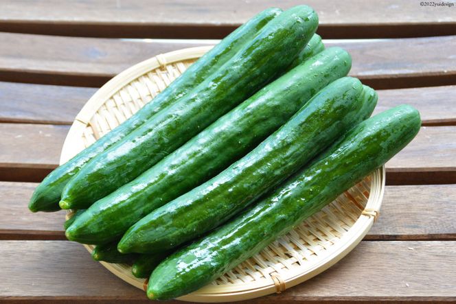 AG063【令和8年度出荷分】【秀品】新鮮 朝採りきゅうり 2kg以上 [ きゅうり 野菜 サラダ 漬物 酢の物 長崎県 島原市 ]
