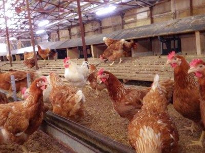 [平飼い有精卵30個] 濃厚な黄身が特徴 ワタナベファームのおてんば長女【平飼い有精卵あかり】