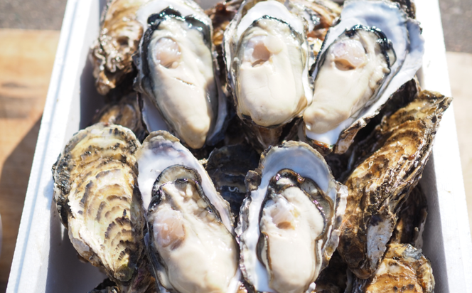 【先行予約】【10月中旬から順次発送】カキ 殻付き2年貝 約2.5kg・むき身1年貝 400g セット 佐呂間産 ［2回定期便］ SRMA009