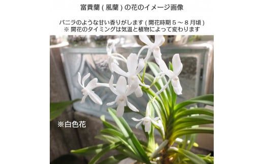 D088 【日本の蘭】富貴蘭　風蘭　黒筒陶器鉢