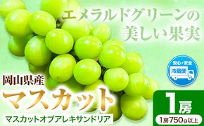 岡山県産マスカット（マスカット オブ アレキサンドリア　1房750g以上）令和7年産先行受付《7月上旬‐8月中旬頃出荷》【配送不可地域あり】---H-27a---