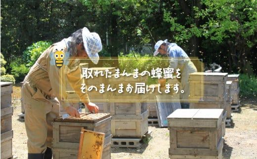 14営業日以内に発送》採れたまんまの白花豆蜂蜜 190g×3本セット ( 蜂蜜