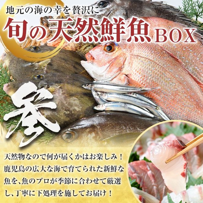 ＜定期便・全3回＞海の幸満喫定期便 魚貝 魚介 海産物 旬 お魚 冷蔵 刺身 真鯛 タイ カンパチ ブリ 鰤 鮮魚 焼き魚 たこ ゆでだこ タコ 蛸 煮つけ 定期便 詰め合わせ セット お楽しみ 海の幸【さるがく水産】akn028-32