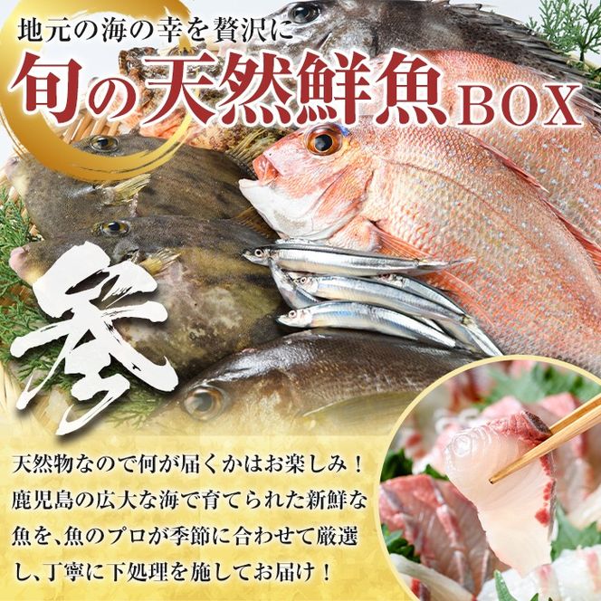 ＜定期便・全3回＞海の幸満喫定期便 魚貝 魚介 海産物 旬 お魚 冷蔵 刺身 真鯛 タイ カンパチ ブリ 鰤 鮮魚 焼き魚 たこ ゆでだこ タコ 蛸 煮つけ 定期便 詰め合わせ セット お楽しみ 海の幸【さるがく水産】a-60-8