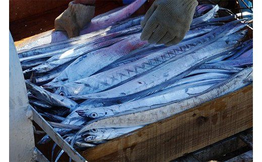 296 紀州 太刀魚 ドラゴンサイズ１匹（１ｋｇ～）(A296-1)