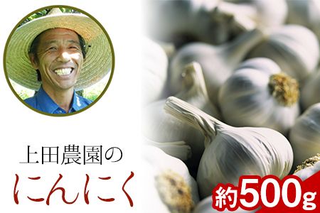 『上田農園』のにんにく約500g 熊本県玉名郡玉東町『上田農園』にんにく[7月上旬-9月中旬頃出荷]---sg_uedagarlic_a79_24_8000_500g---