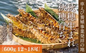 D036 旭水産活き車海老（あいおえび）600g（12～18尾）【養殖】