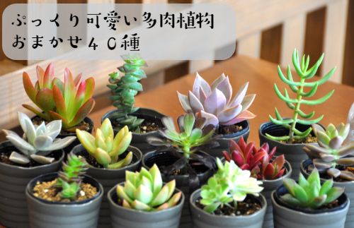 161.おまかせ多肉植物詰め合わせ（40種）(A161-1)（和歌山県有田市