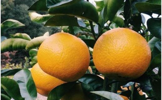 ［手選果］有田産の八朔10kg（Lまたは2Lサイズいずれかお届け）★2026年1月下旬より順次発送 	BZ089