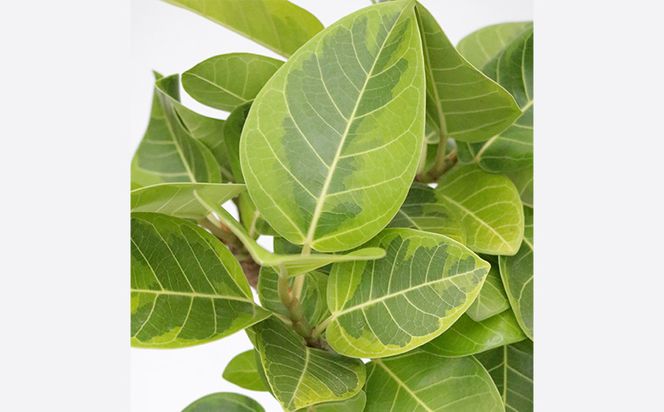 ★沖縄の観葉植物 人気のフィカス アルテシマ6号 シュエット鉢ポット