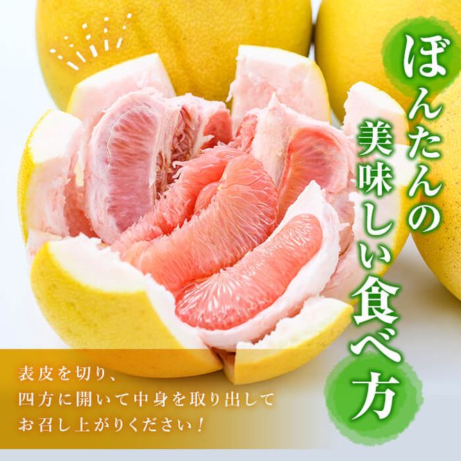 数量限定！鹿児島県阿久根市産ボンタン(計4kg) 国産 ぼんたん 文旦 果物 くだもの フルーツ 柑橘【松永青果】akn053-01