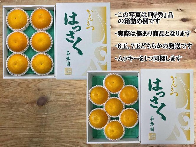 手詰め 有田 はっさく 大玉 3L × 6玉 または 2L × 7玉 ちょっと 傷あり ムッキー 同梱 南泰園 みかん  BS711