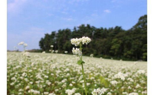 「会津のかおり」蕎麦粉1.6Kg（蕎麦打ち用の石臼挽き製粉）