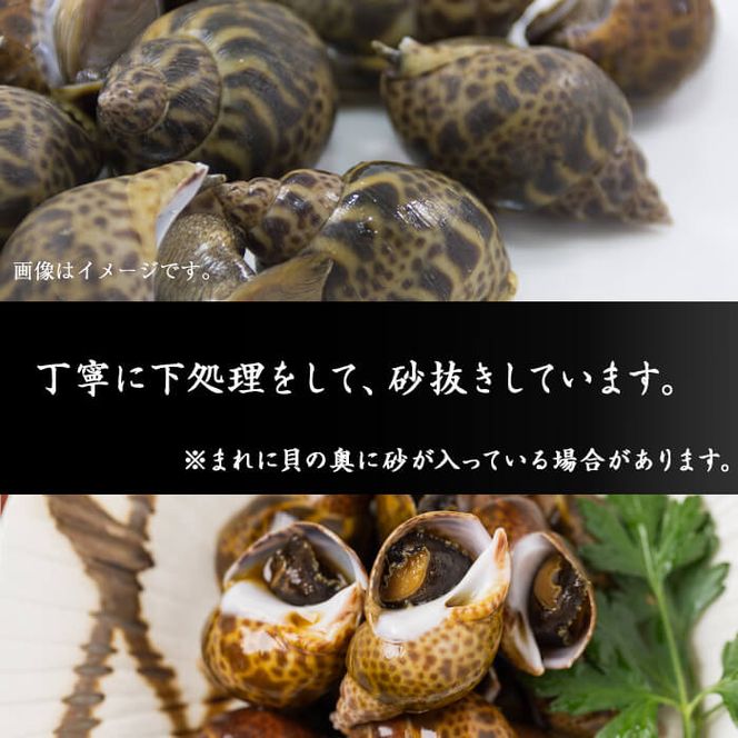 【数量限定】黒バイ貝の甘煮500g×2袋(計1kg) a1-062