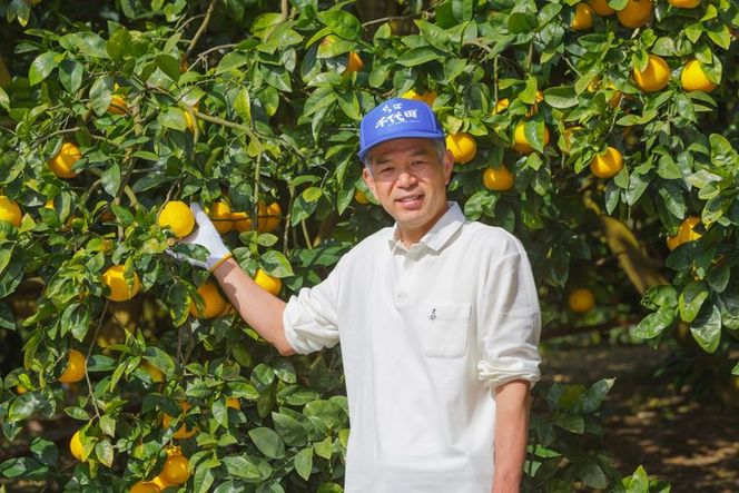 【先行予約】【農家直送】愛媛県産 はるみ 贈答用 4.5kg ｜ 柑橘 蜜柑 みかん ミカン 果物 フルーツ ※2025年1月中旬～2月上旬頃に順次発送予定