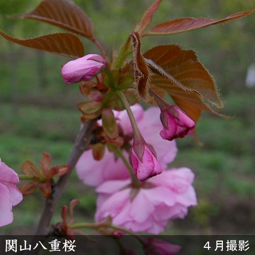 ＜すだ農園＞2年生 苗木 ◆ サクラ(桜) 関山八重桜(カンザンヤエザクラ)[地掘苗 2023年] ※2024年11月中旬～2025年4月頃に順次発送予定 ※北海道・沖縄・離島への配送不可