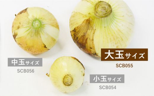 【2026年3月中旬～発送】【柔らかくて甘い！】塩玉ねぎ（新玉ねぎ）約4kg（大玉）南島原市 / 長崎県農産品流通合同会社 [SCB055]