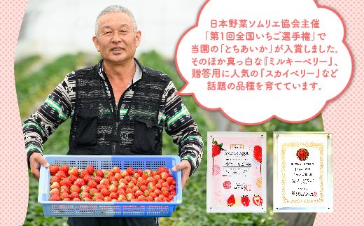 満足3種食べ比べセット（ミルキーベリー、スカイベリー、とちあいか）400g×2パック 800g｜先行予約 数量限定 栃木県 果物 くだもの フルーツ 苺 イチゴ ※2025年2月上旬～4月中旬頃に順次発送予定