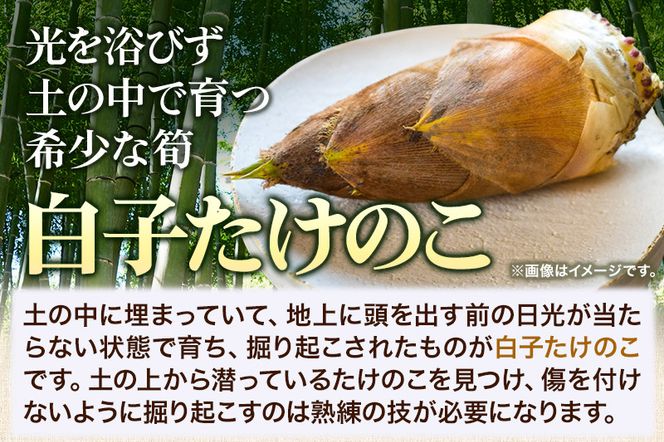 宮城県利府町産 採れたて 高級白子たけのこ 皮付き2kg以上（2〜6本）筍 タケノコ 野菜 国産 新鮮 旬|06_ods-010201