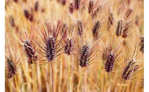 らいむ工房の「むらさきもち麦」と「むらさきもち麦粉」_1906R