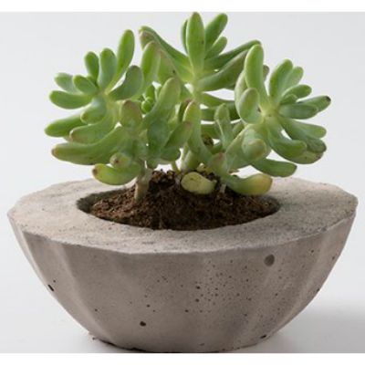 モルタルＭＯＲＳＣＨＥ【１．５ｋｇ】（ピンク）２袋　hs002