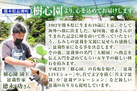 樹心園 赤松 盆栽《30日以内に出荷予定(土日祝除く)》あかまつ 盆栽作家 徳永功---sn_kgkrakmt_30d_22_54000_1p---