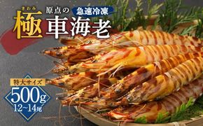 ｢極｣ 原点の車海老 ｢急速冷凍｣ 500g (12～14尾) 特大サイズ【2024年10月上旬より順次発送予定】