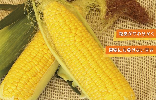 005A299 【先行予約】秋収穫！ゴールドラッシュ 7本セット とうもろこし