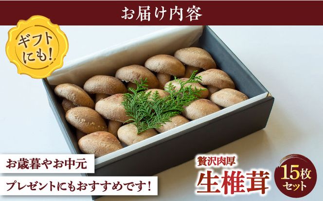 肉厚 生椎茸 【優品】15枚セット / 生しいたけ 生シイタケ きのこ キノコ 茸 / 南島原市 / サンエスファーム [SBX003]