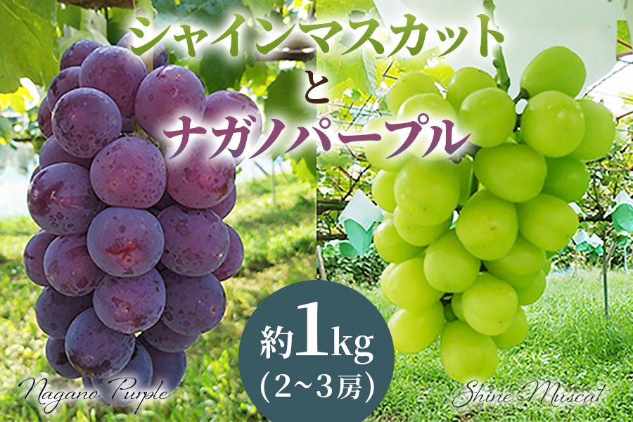 [2026年8月下旬以降お届け] ナガノパープル&シャインマスカット詰め合わせ 1kg|ぶどう 果物 フルーツ スイーツ セット 直送 贈答 プレゼント [0355]