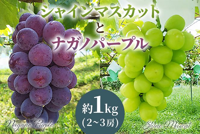 [2026年8月下旬以降お届け] ナガノパープル＆シャインマスカット詰め合わせ 1kg｜ぶどう 果物 フルーツ スイーツ セット 直送 贈答 プレゼント [0355]